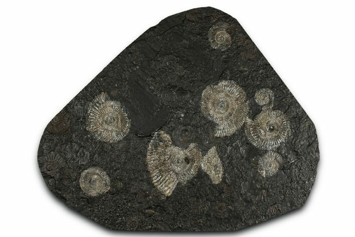 Fossil Ammonite Cluster - Posidonia Shale, Germany #350876